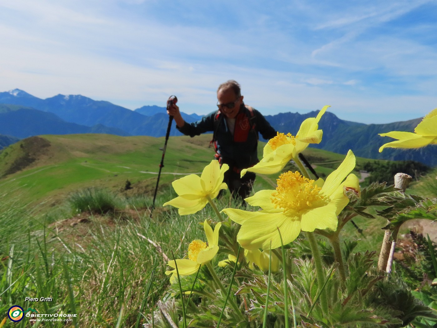 14 Pulsatilla alpina sulphurea (Anemone sulfureo) .JPG